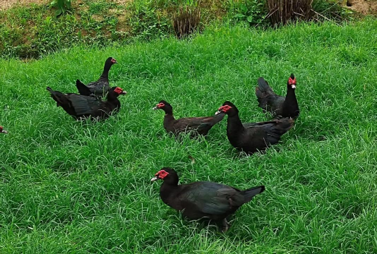 小众送妈妈的花有哪些花