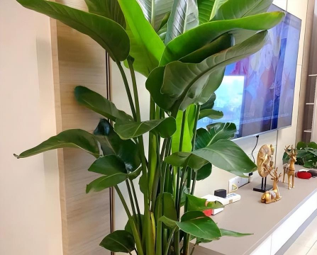 小众送妈妈的花有哪些花