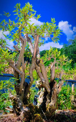 小众送妈妈的花有哪些花