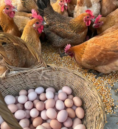 小众送妈妈的花有哪些花