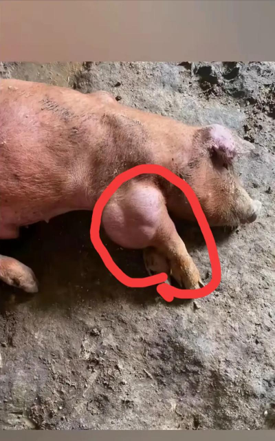 小众送妈妈的花有哪些花