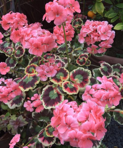 小众送妈妈的花有哪些花