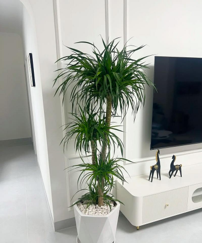 小众送妈妈的花有哪些花