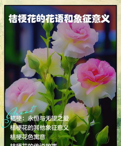 小众送妈妈的花有哪些花