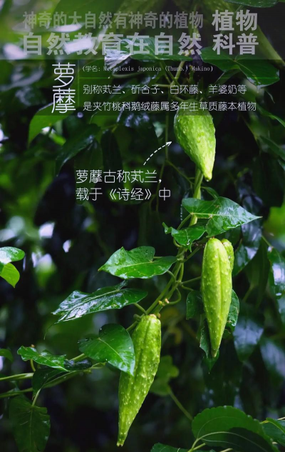 萝藦科的植物都有哪些