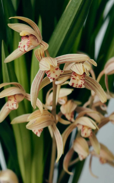 小众送妈妈的花有哪些花