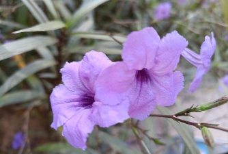 小众送妈妈的花有哪些花