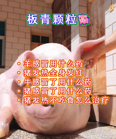 猪感冒不食怎么办