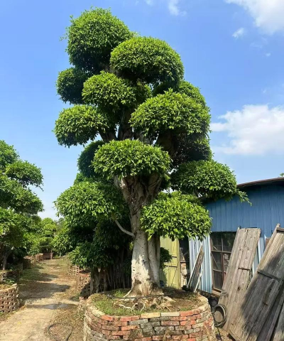 小众送妈妈的花有哪些花