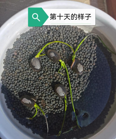 小众送妈妈的花有哪些花