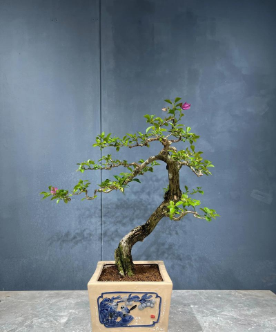 小众送妈妈的花有哪些花