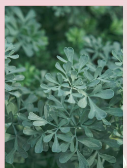 芸香植物有哪些