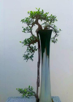 盆景造型有哪些