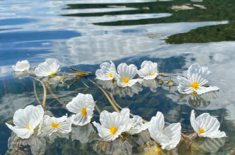 小众送妈妈的花有哪些花