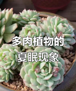 哪些多肉会休眠