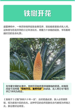 铁树开花象征什么意思 铁树开花象征什么意思