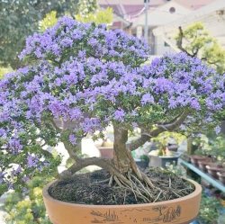 小众送妈妈的花有哪些花