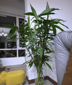 小众送妈妈的花有哪些花