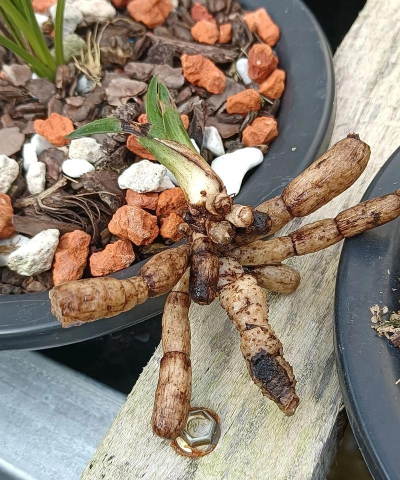 小众送妈妈的花有哪些花