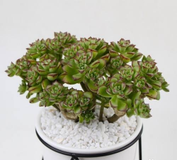 小众送妈妈的花有哪些花