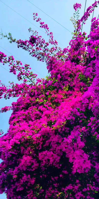 小众送妈妈的花有哪些花