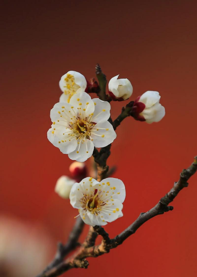 小众送妈妈的花有哪些花