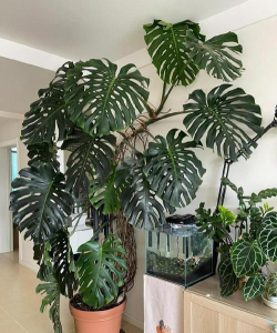 小众送妈妈的花有哪些花