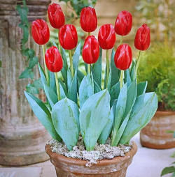 小众送妈妈的花有哪些花