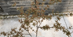 小众送妈妈的花有哪些花