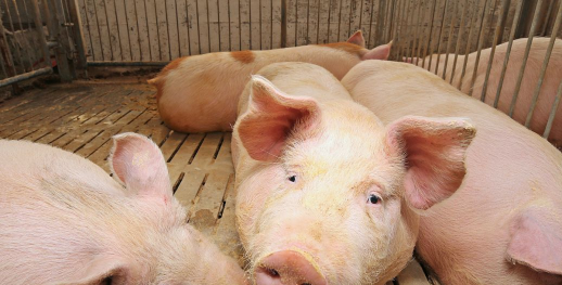 小众送妈妈的花有哪些花