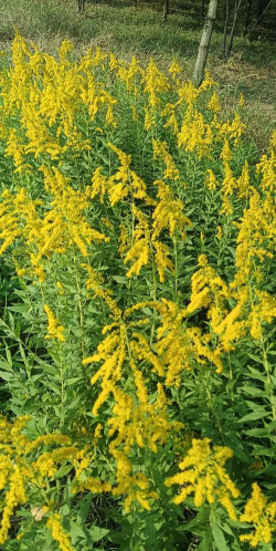 小众送妈妈的花有哪些花