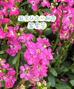 小众送妈妈的花有哪些花