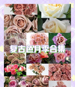 小众送妈妈的花有哪些花