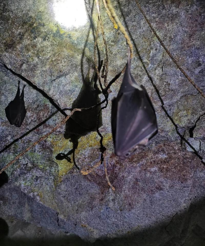 冬天蝙蝠是怎么过冬的