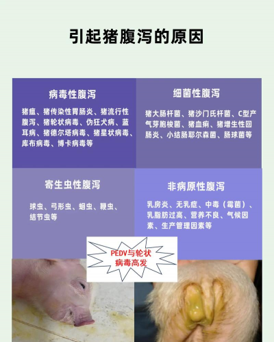 仔猪不吃拉稀怎么办