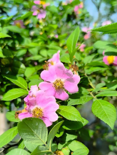 小众送妈妈的花有哪些花