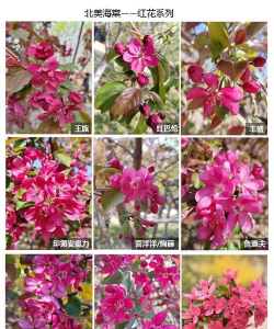 北美海棠有哪些品种