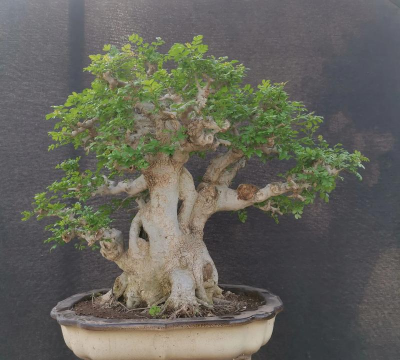 小众送妈妈的花有哪些花