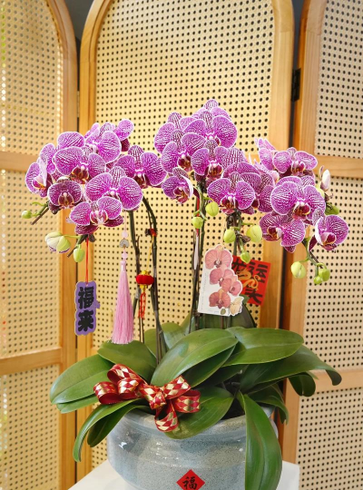 小众送妈妈的花有哪些花