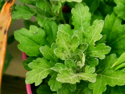 小众送妈妈的花有哪些花