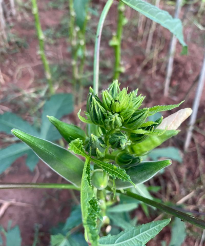 小众送妈妈的花有哪些花
