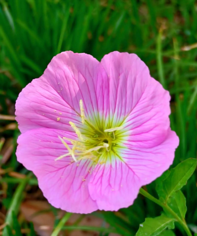 小众送妈妈的花有哪些花