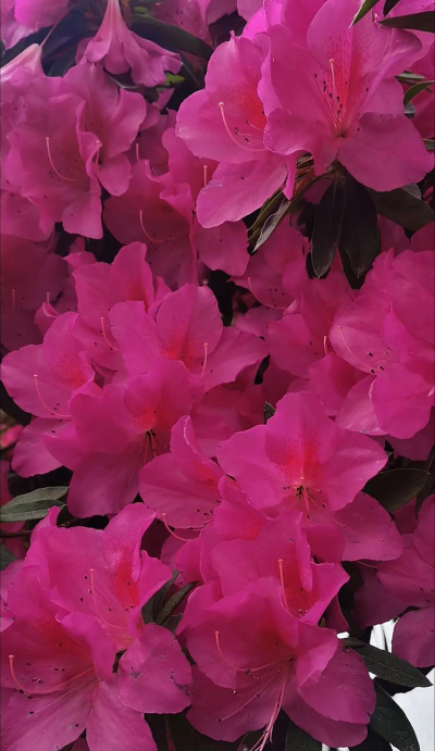 粉色的杜鹃什么品种