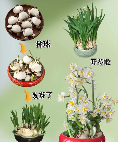 小众送妈妈的花有哪些花