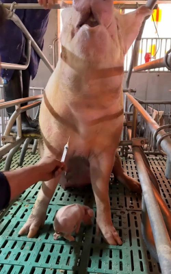 小众送妈妈的花有哪些花