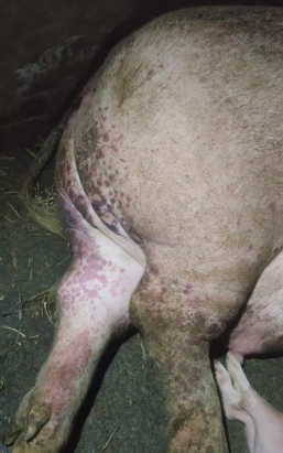 小众送妈妈的花有哪些花