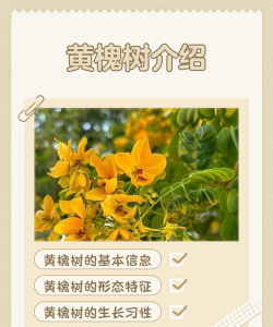 黄槐树属于什么科