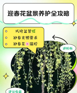 在室内如何养迎春花 在室内如何养迎春花