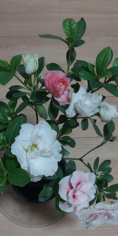 小众送妈妈的花有哪些花