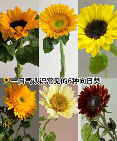 小众送妈妈的花有哪些花